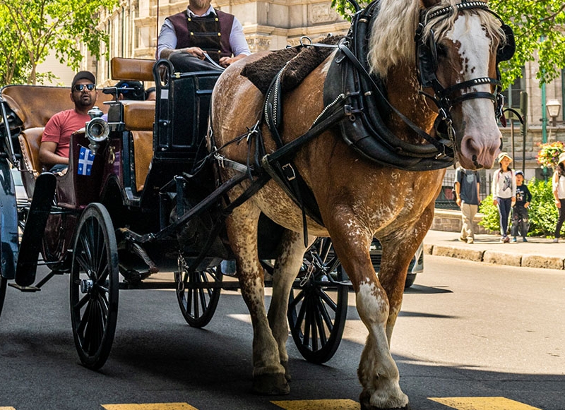 Carrozas de Caballos